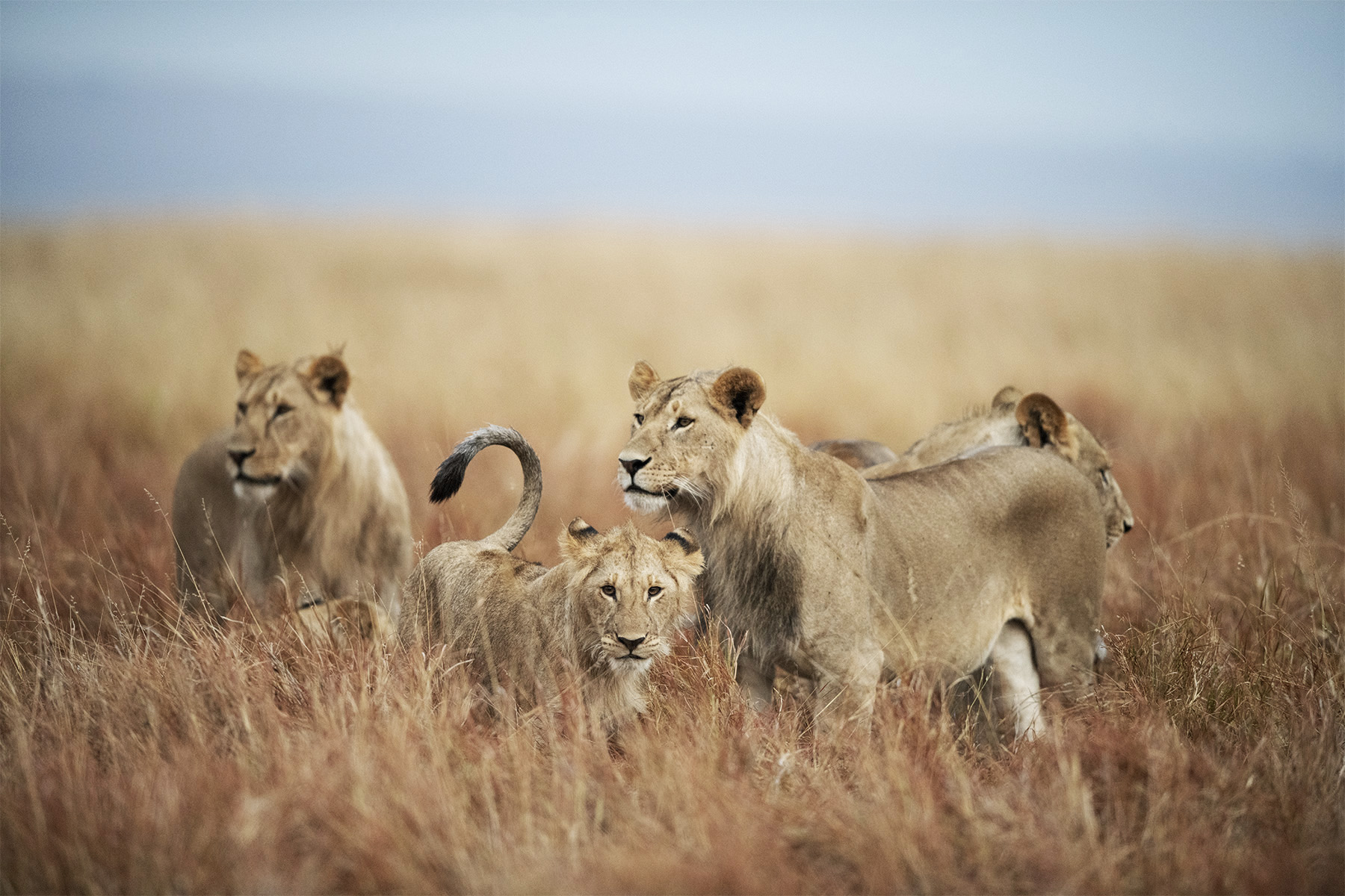 Maasai Mara - Meikan Safaris