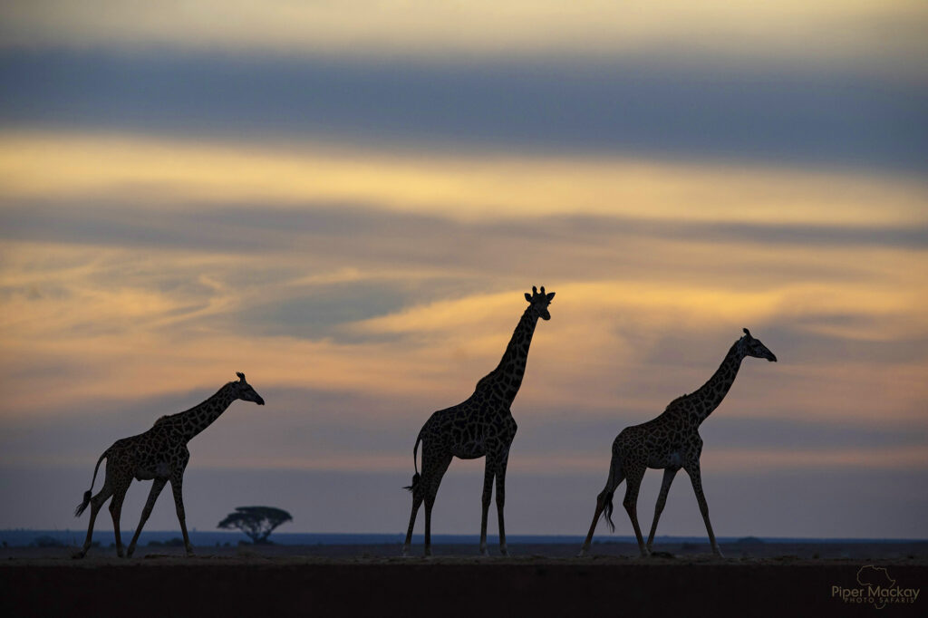 Embark on an Unforgettable African Photo Safari! - Meikan Safaris